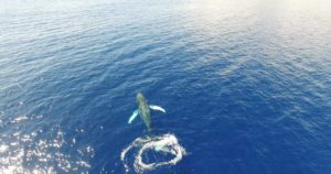 maui-whale-watching