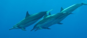 snorkeling from Lahaina