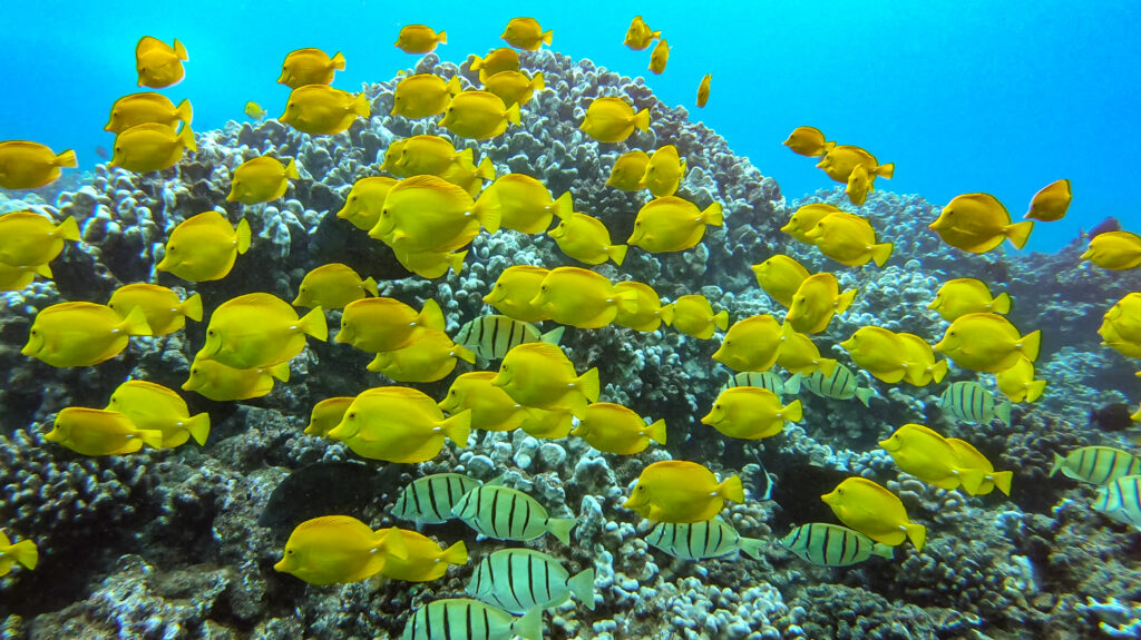 See Tropical Fish while Snorkeling