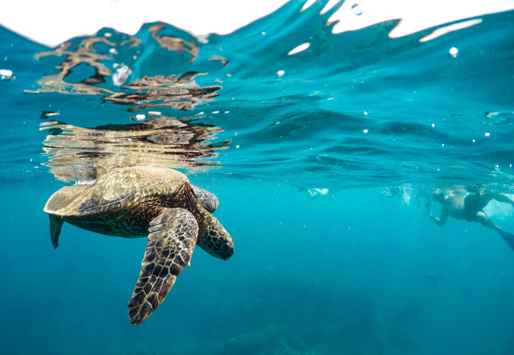 Keep an Eye Out for Marine Life