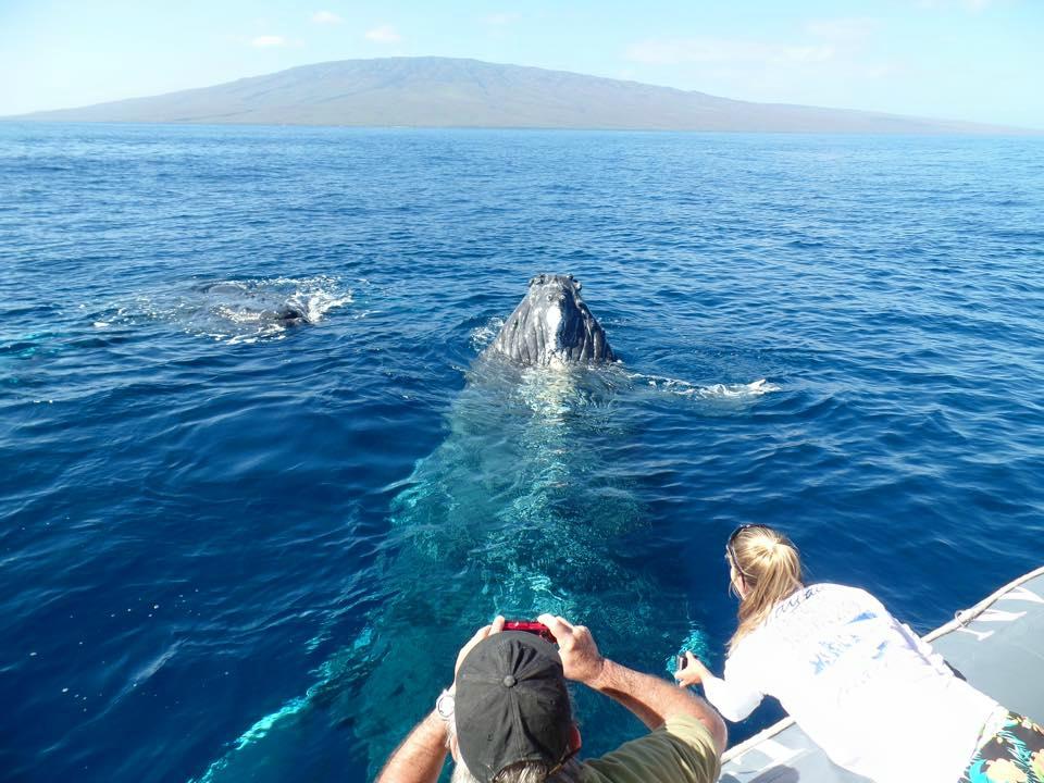 Whale Watching Maui