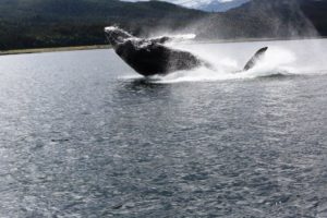 Maui whale watching
