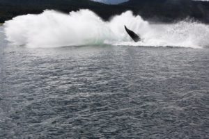 maui whale watching