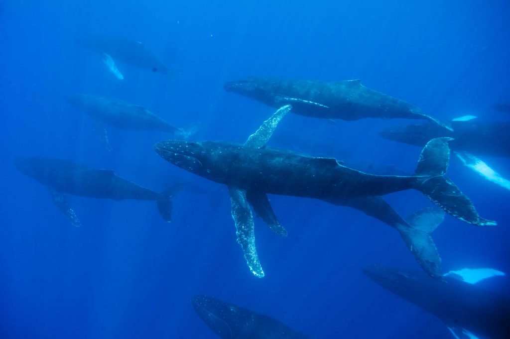 best whale watching experience in Lahaina