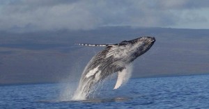 humpback whale