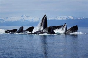 Maui's humpbacks bubble net feeding.