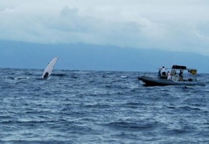 whale watching from Lahaina