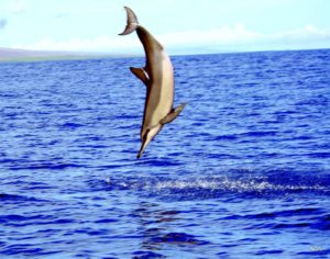 Maui Snorkeling and Whale Watching, our small group tours can't be beat.
