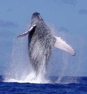 www.hawaiioceanrafting.com