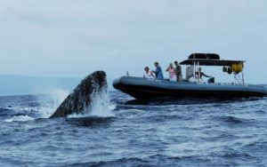 maui whale watches