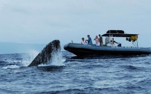 maui whale watches