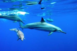 snorkel trips to Lanai