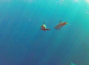 dolphins leaving