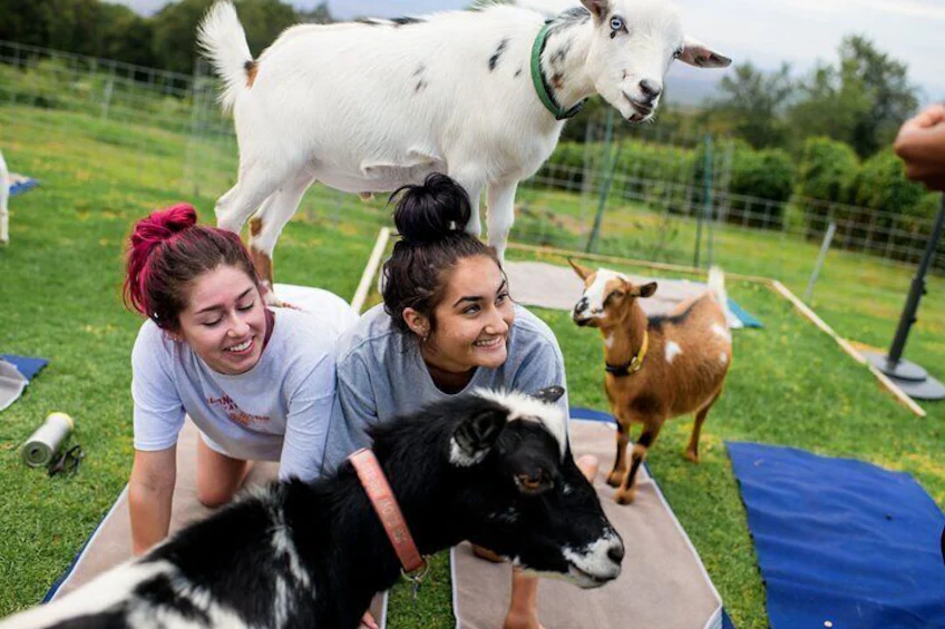Maui Goat Yoga
