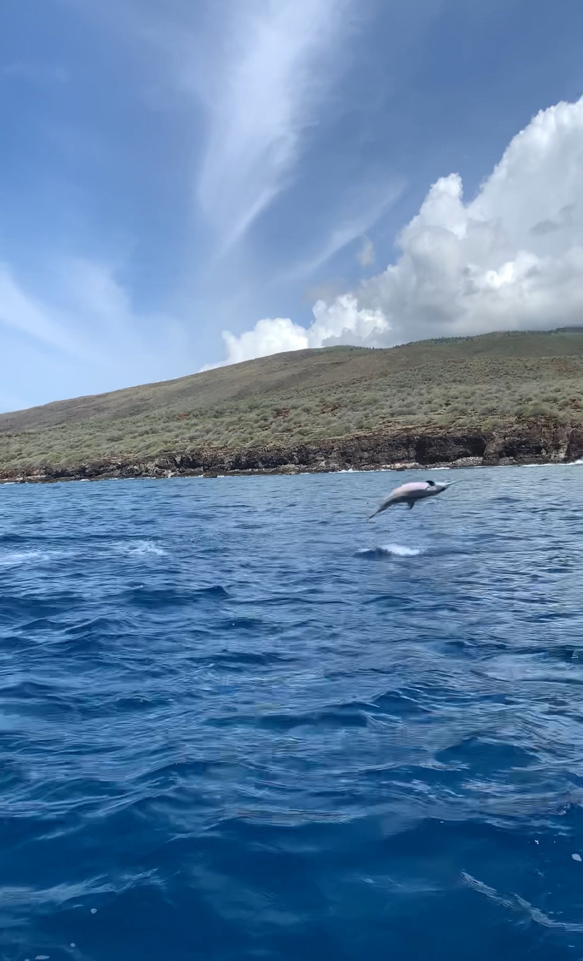 Maui Dolphin Tour &amp; Whale Search