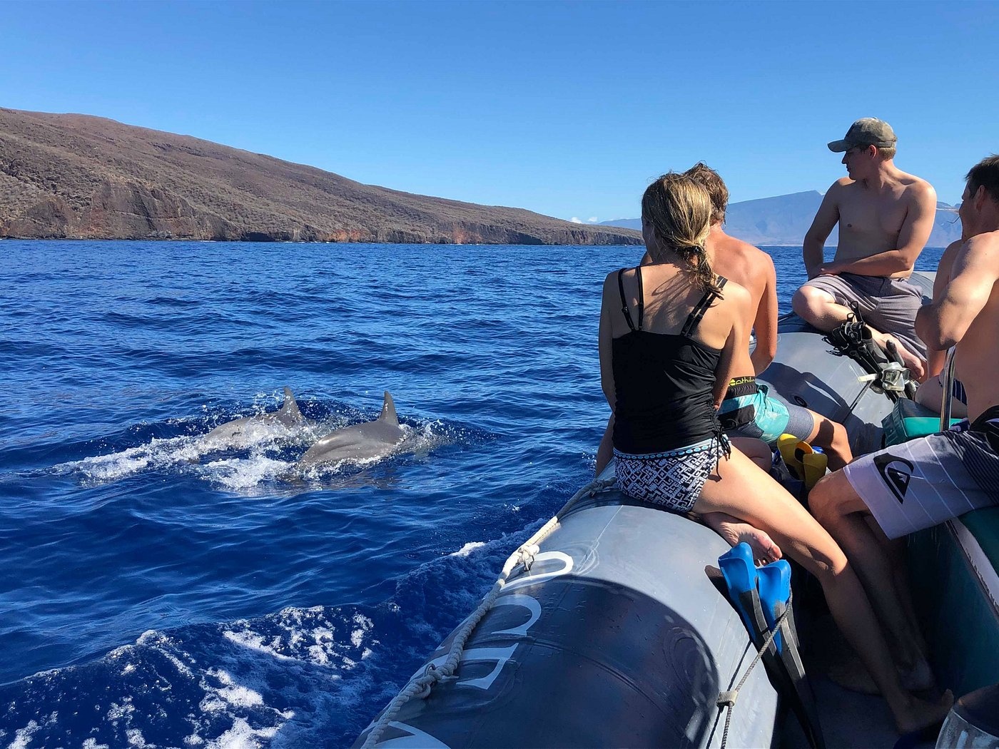 Maui Dolphin Tour &amp; Whale Search