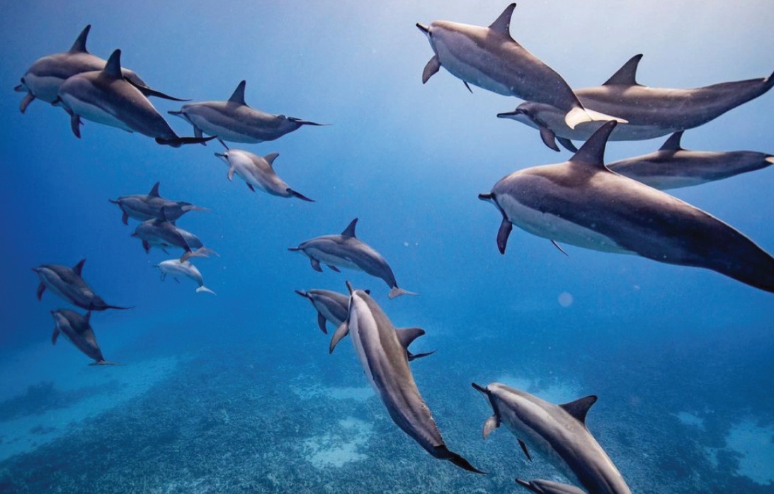 Maui Dolphin Tour &amp; Whale Search