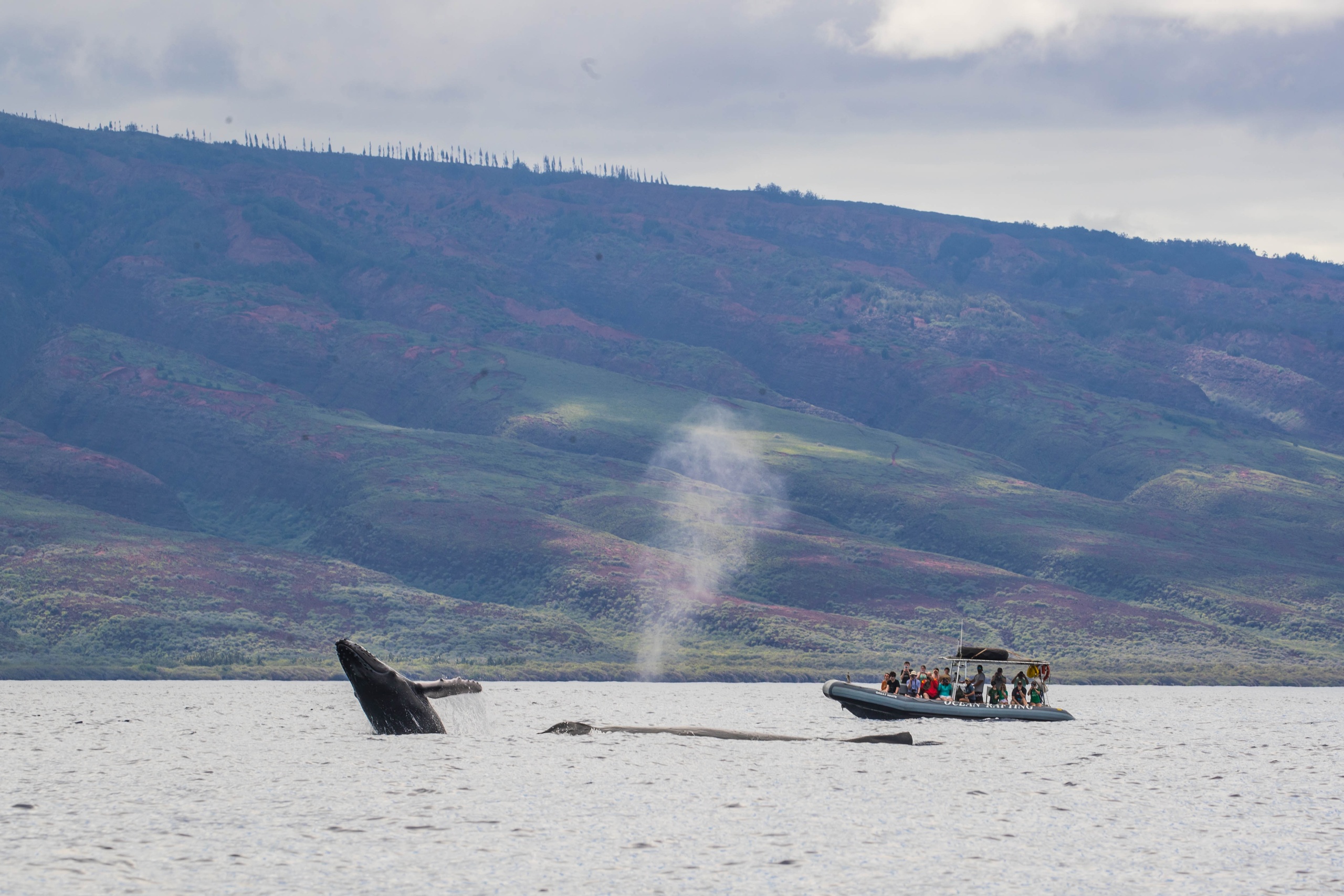 Maui Dolphin Tour &amp; Whale Search