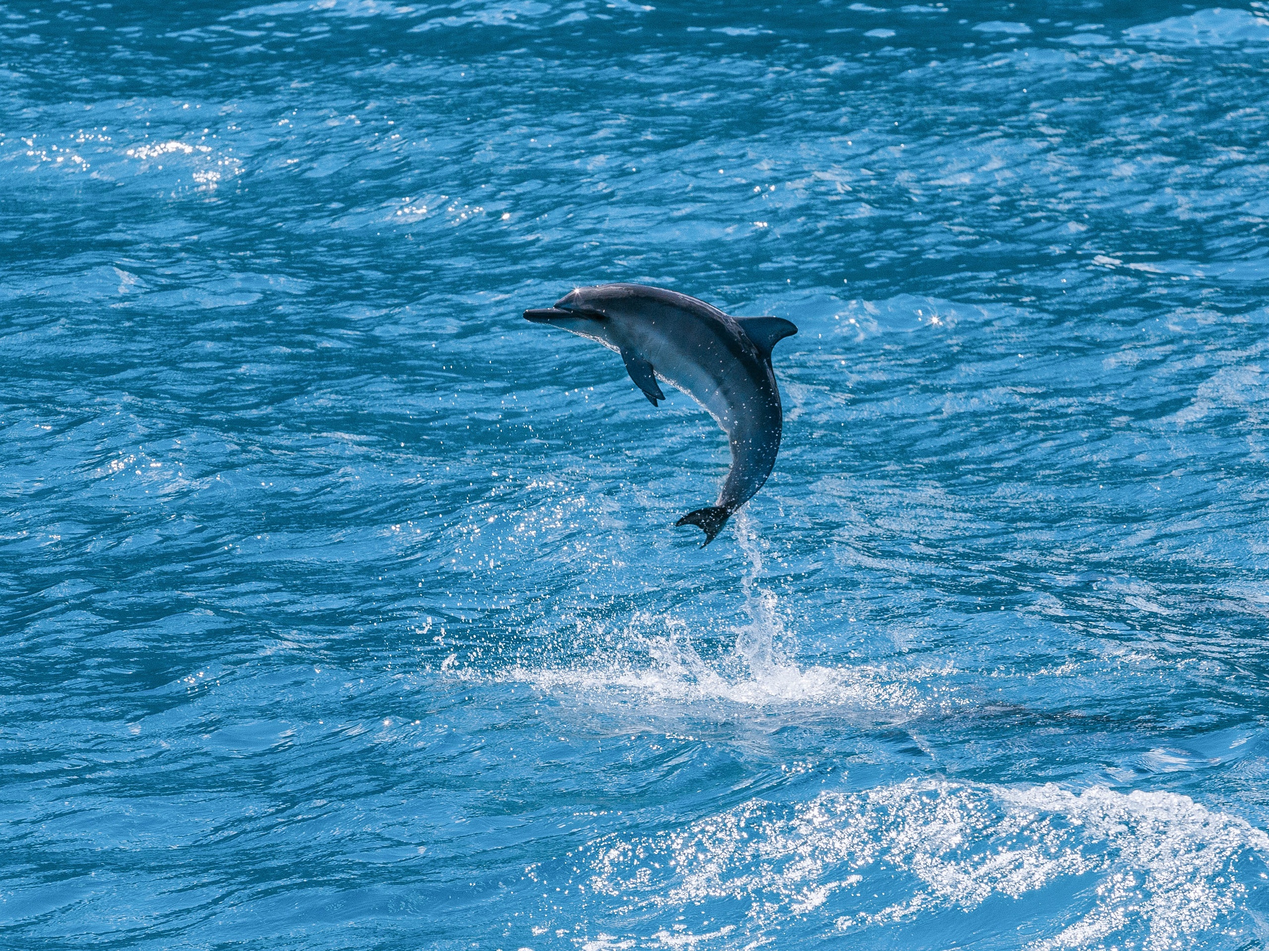 Maui Dolphin Tour &amp; Whale Search