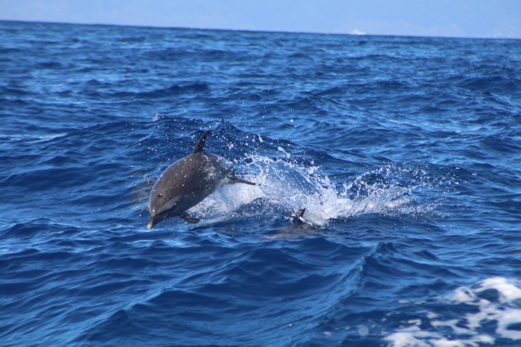 Maui Dolphin Tour &amp; Whale Search