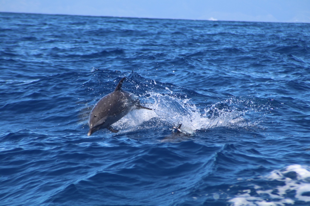 Maui Dolphin Tour &amp; Whale Search