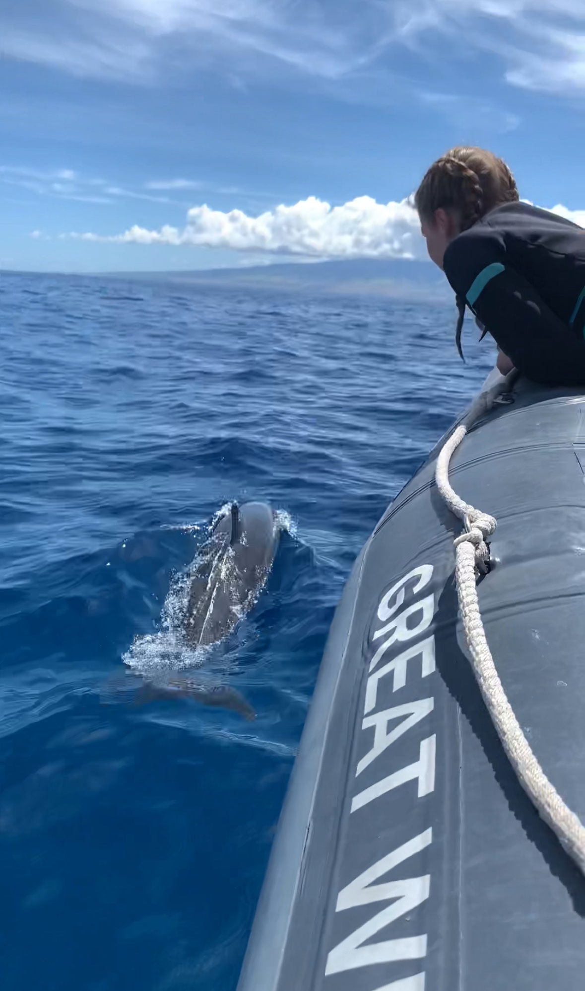 Maui Dolphin Tour &amp; Whale Search