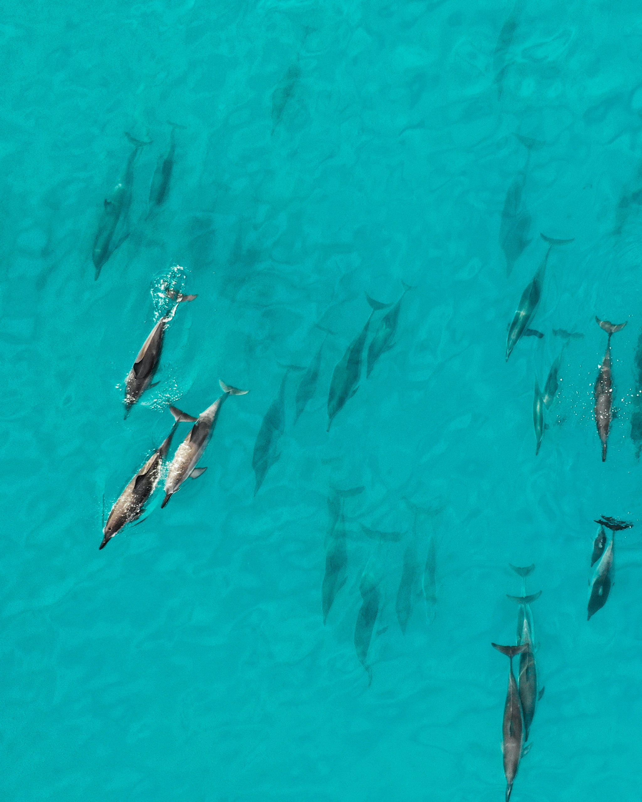 Maui Dolphin Tour &amp; Whale Search