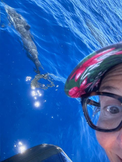 Maui Dolphin Tour &amp; Whale Search