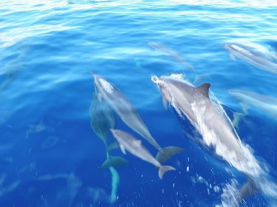 Maui Dolphin Tour &amp; Whale Search