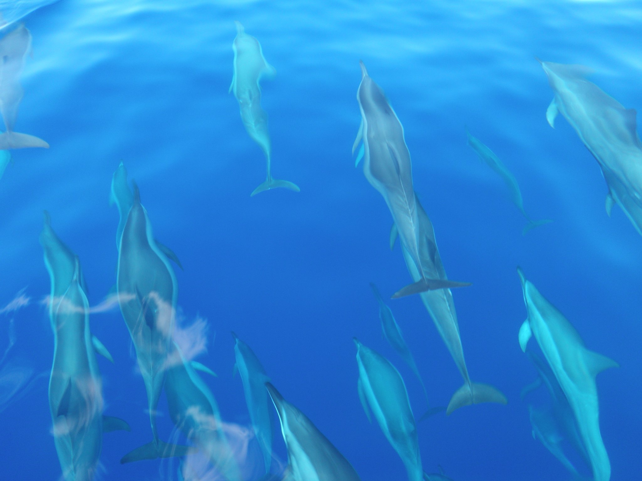 Maui Dolphin Tour &amp; Whale Search