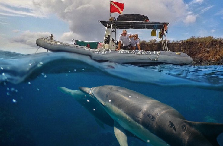 Maui Dolphin Tour &amp; Whale Search