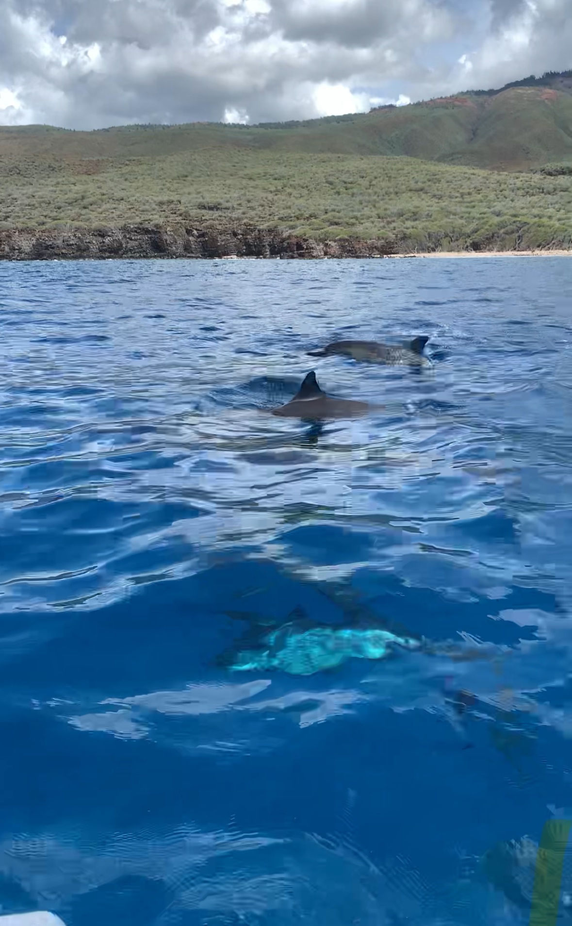 Maui Dolphin Tour &amp; Whale Search