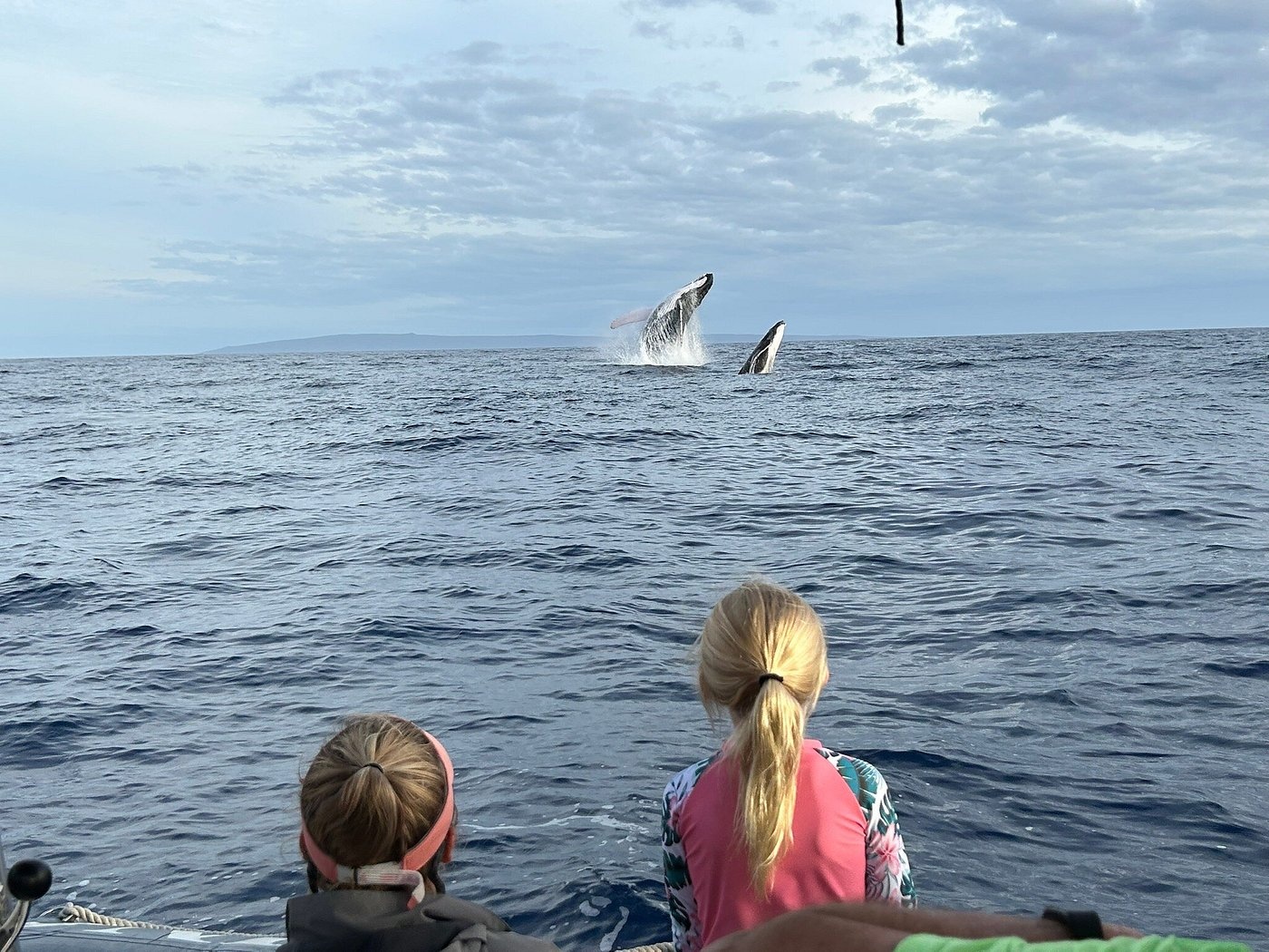 Maui Dolphin Tour &amp; Whale Search