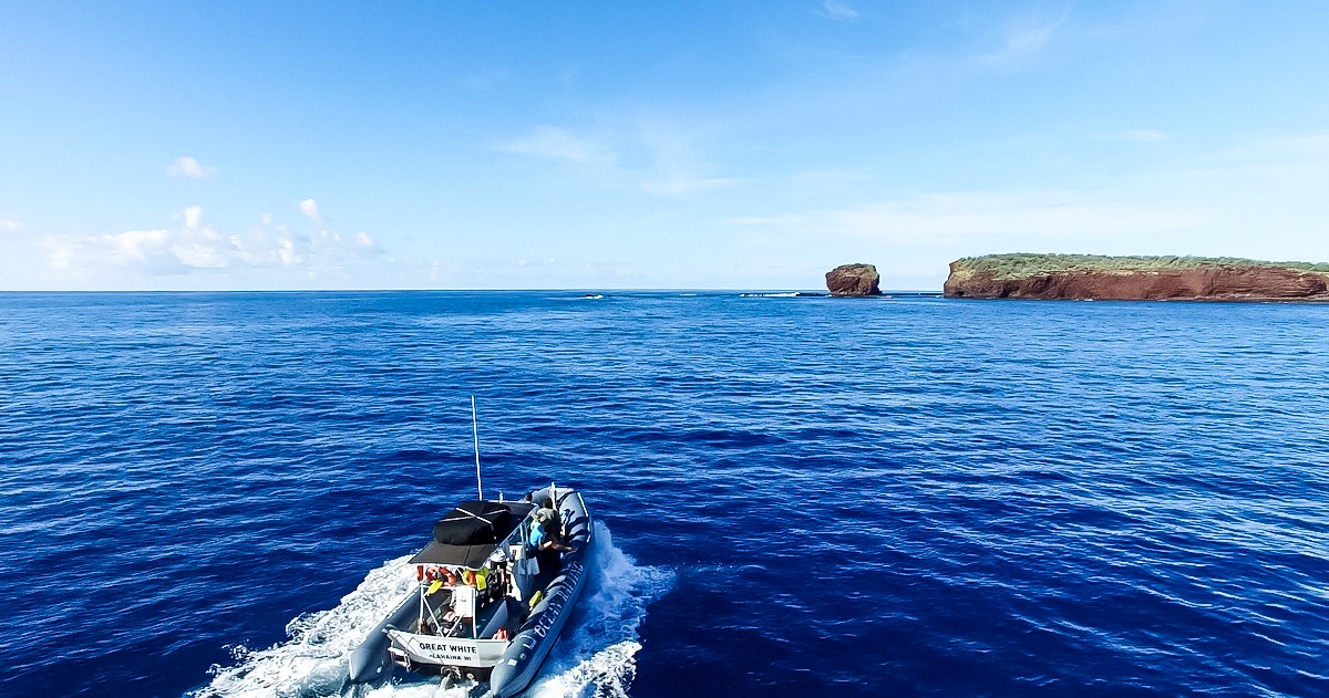 Maui Dolphin Tour &amp; Whale Search