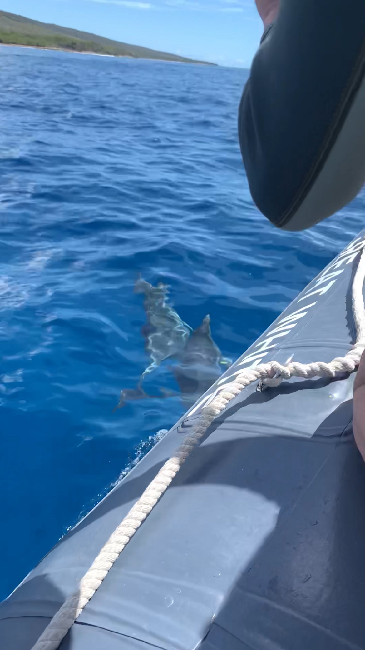 Maui Dolphin Tour &amp; Whale Search