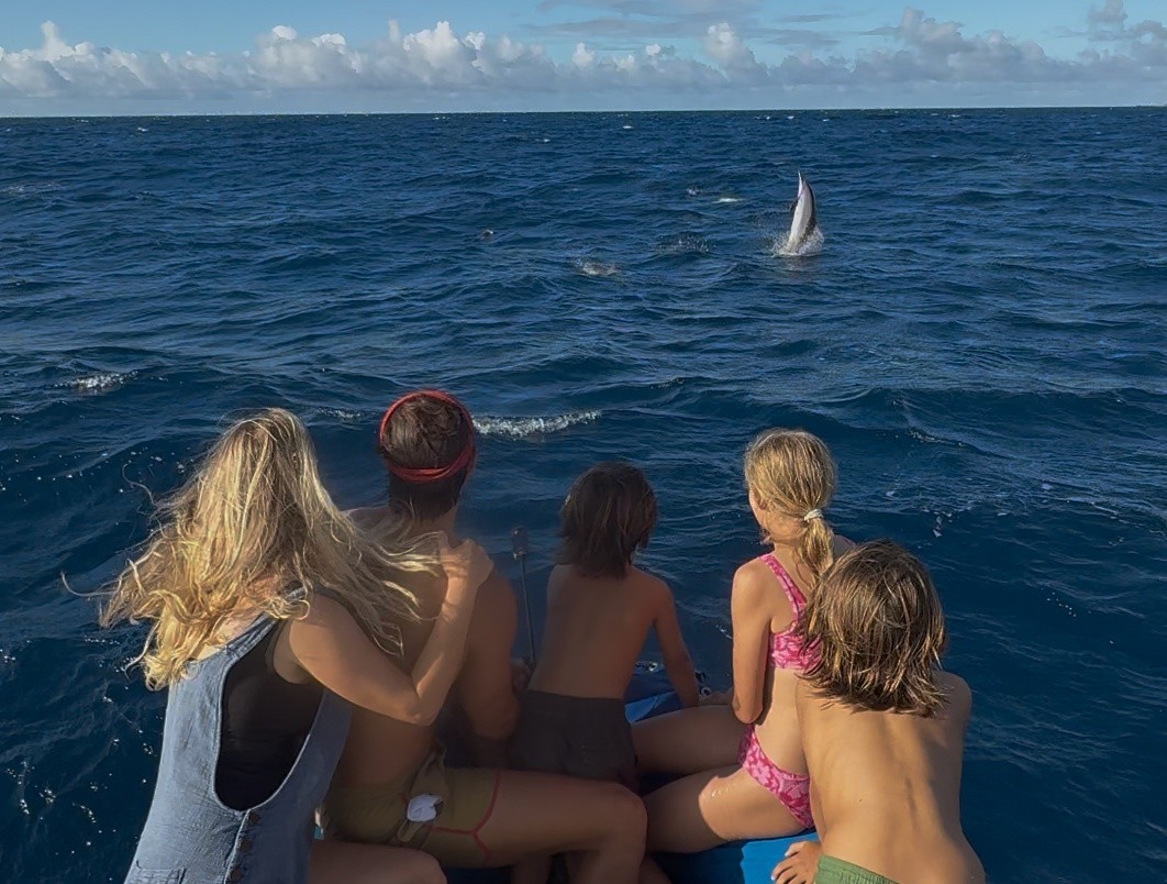 Maui Dolphin Tour &amp; Whale Search