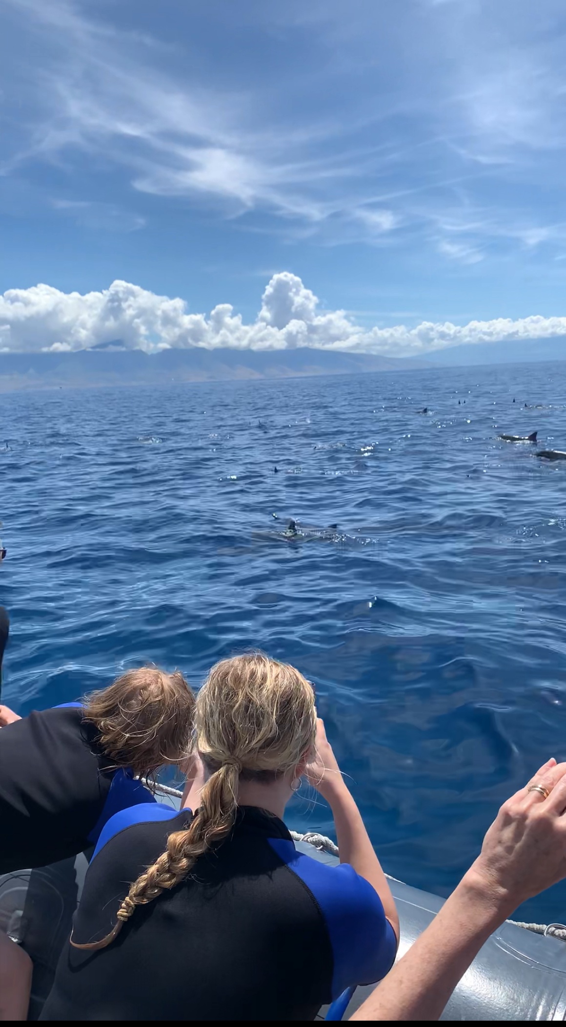 Maui Dolphin Tour &amp; Whale Search