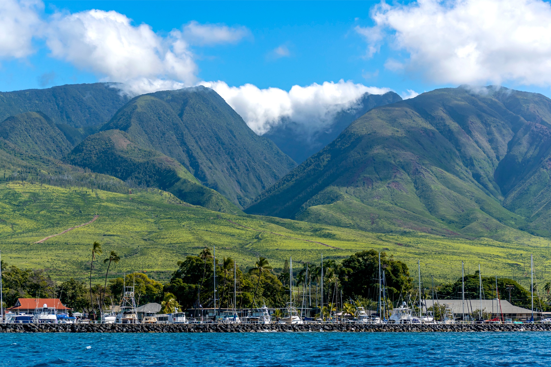 Maui Dolphin Tour &amp; Whale Search