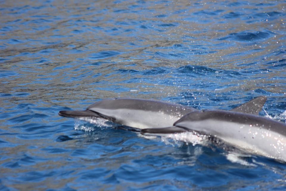 Maui Dolphin Tour &amp; Whale Search