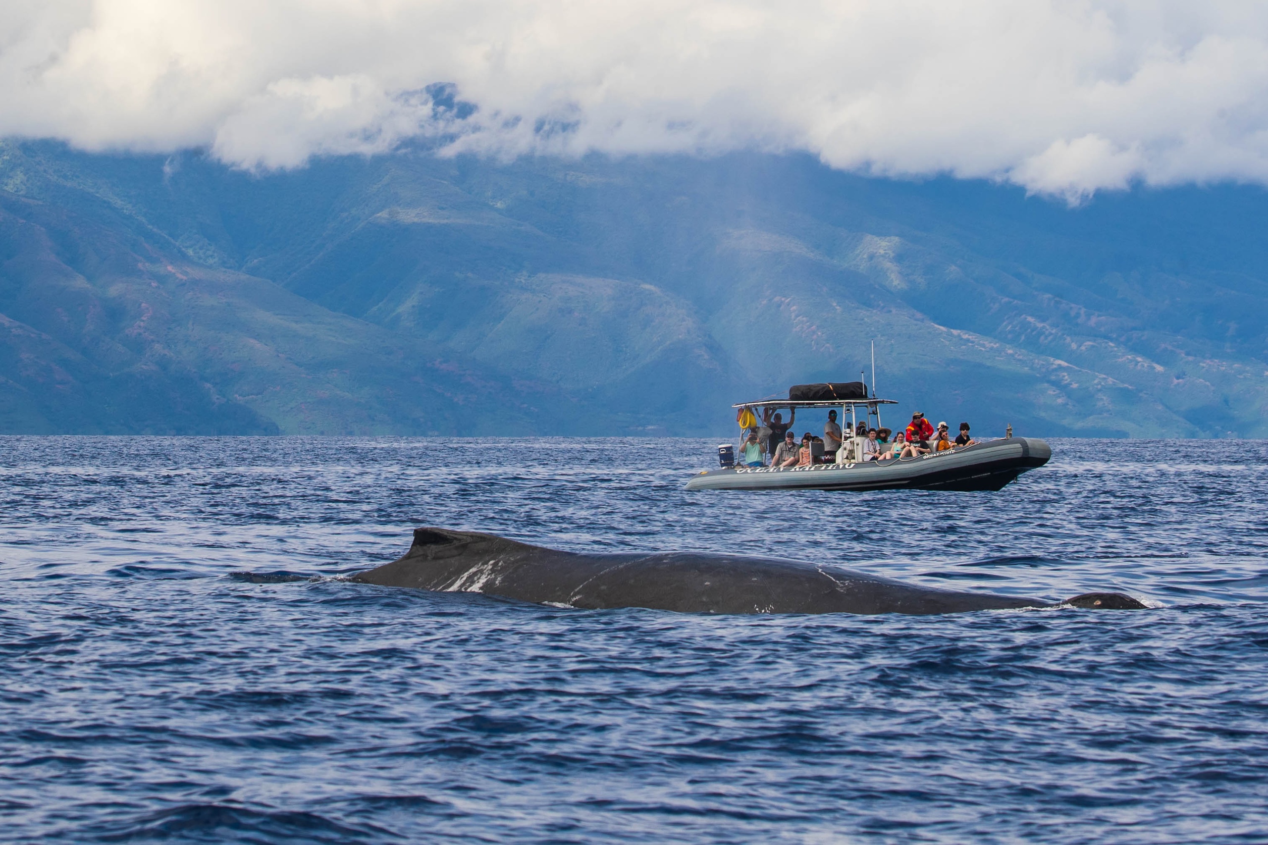 Maui Dolphin Tour &amp; Whale Search