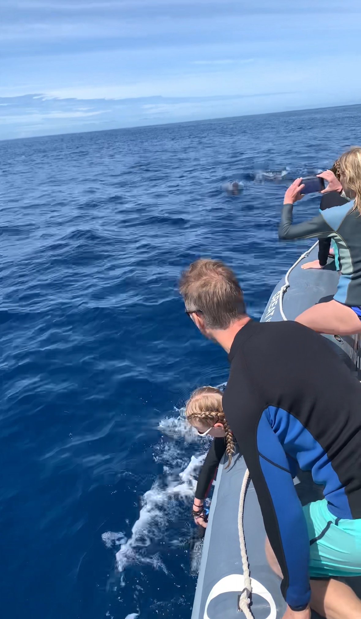 Maui Dolphin Tour &amp; Whale Search