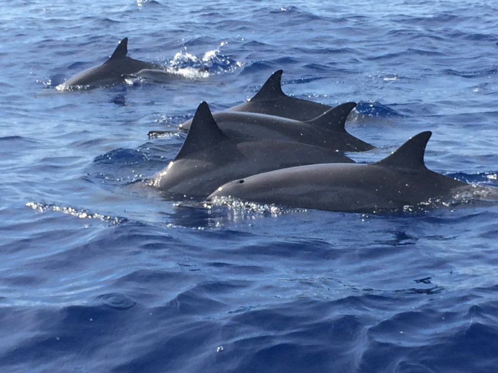 Maui Dolphin Tour &amp; Whale Search