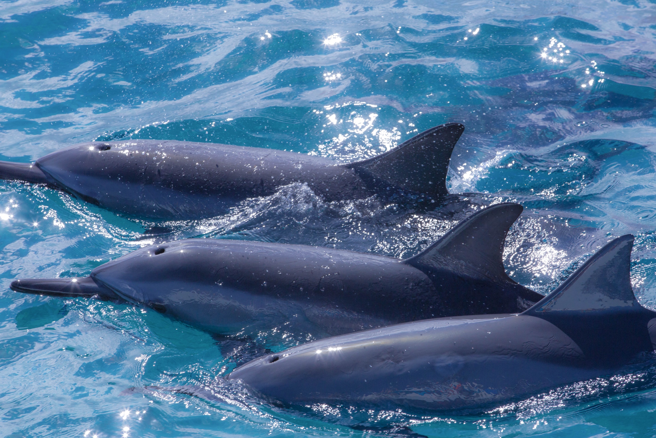 Maui Dolphin Tour &amp; Whale Search