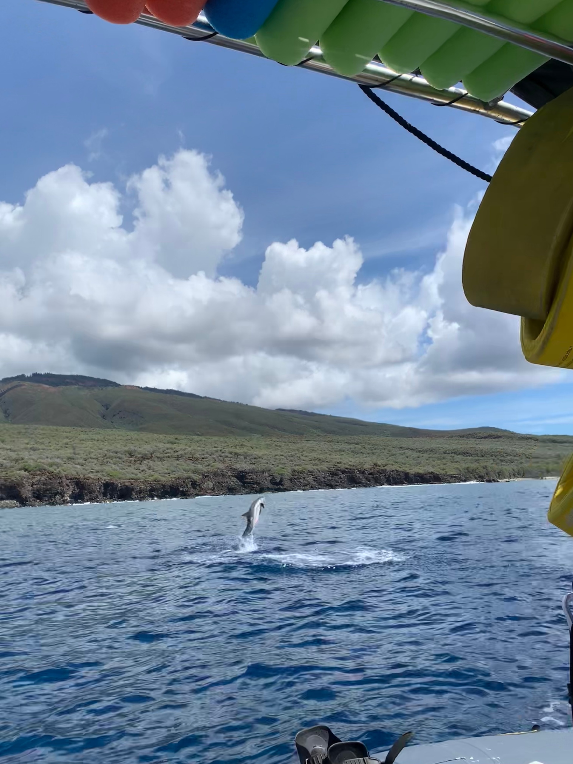 Maui Dolphin Tour &amp; Whale Search