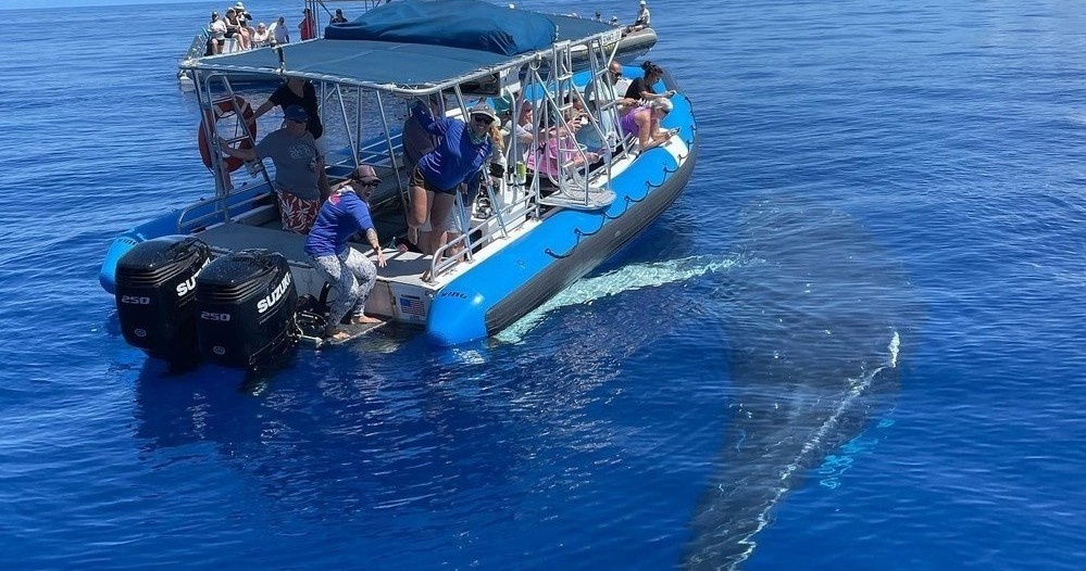 Maui Whale Watching Tour — Eye-Level Eco-Raft