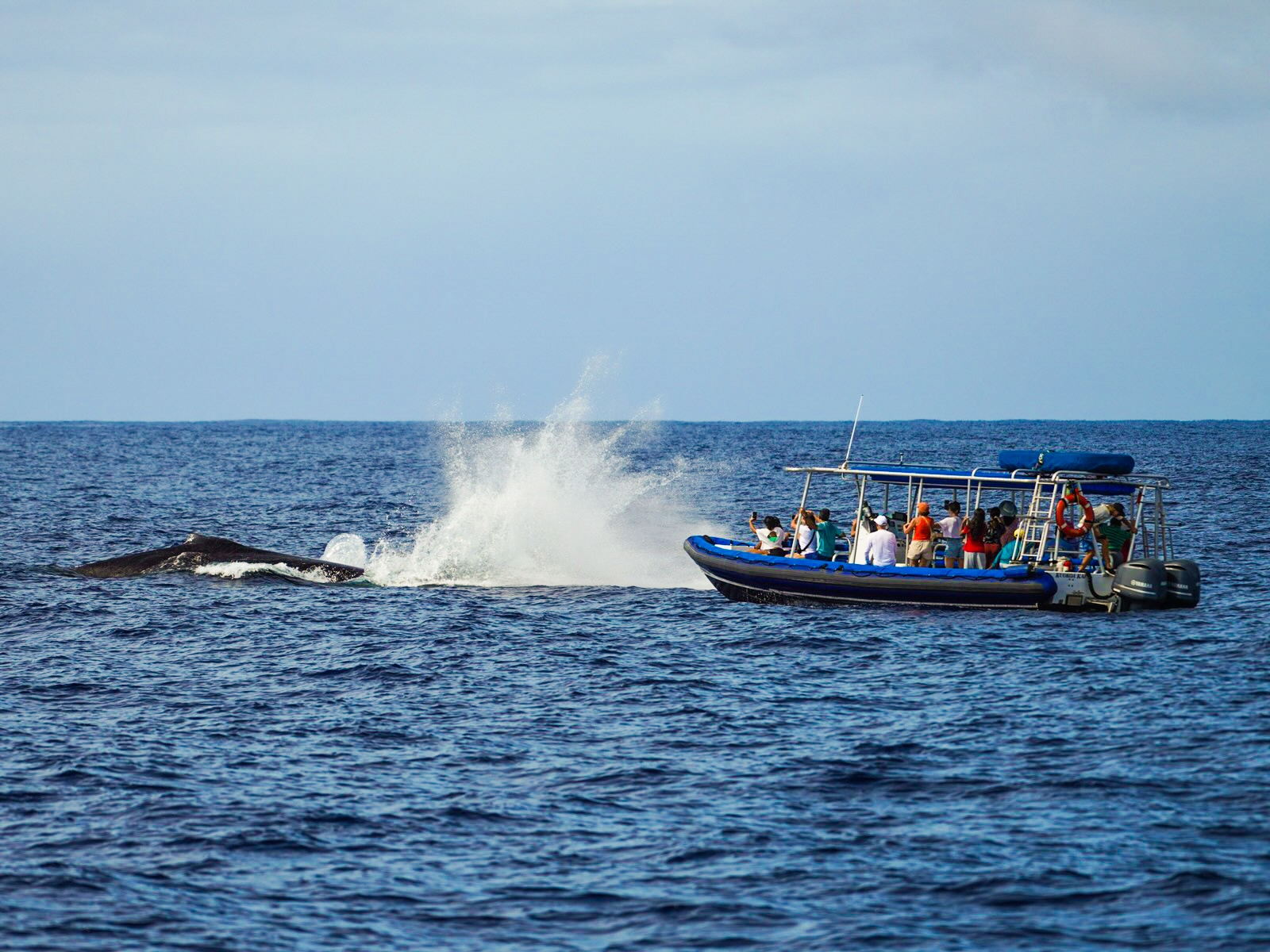 Maui Whale Watching Tour — Eye-Level Eco-Raft