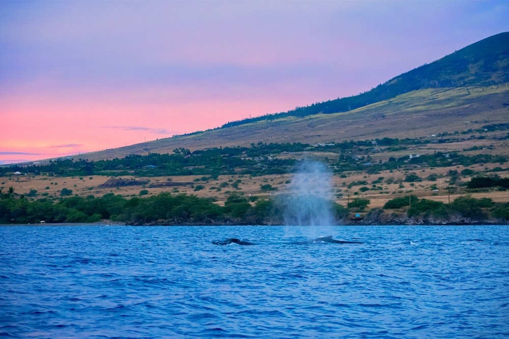 Maui Whale Watching Tour — Eye-Level Eco-Raft