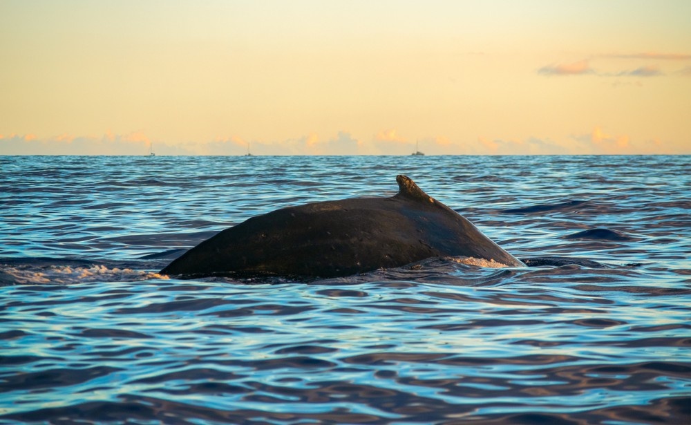 Maui Whale Watching Tour — Eye-Level Eco-Raft