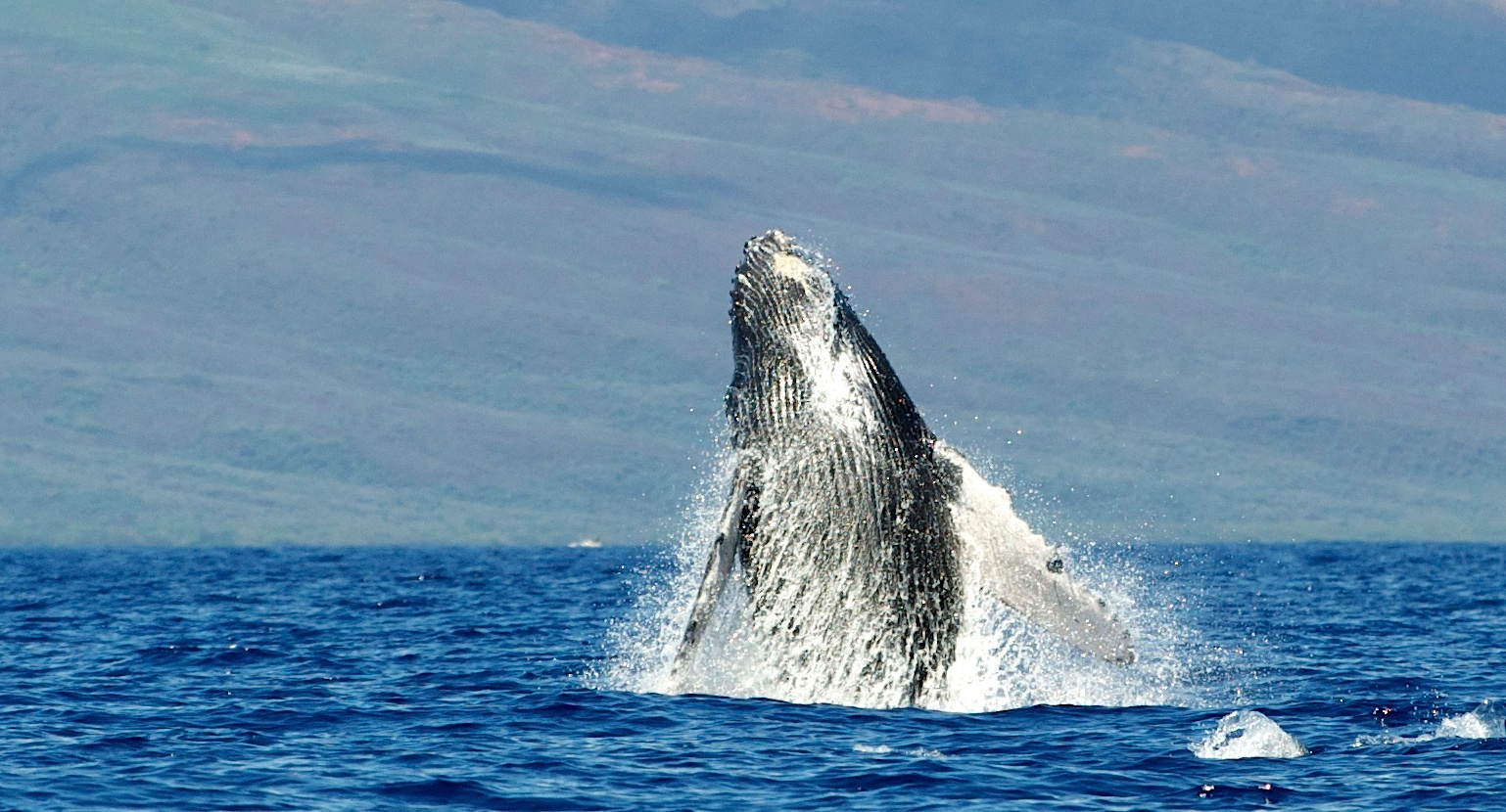 Maui Whale Watching Tour — Eye-Level Eco-Raft