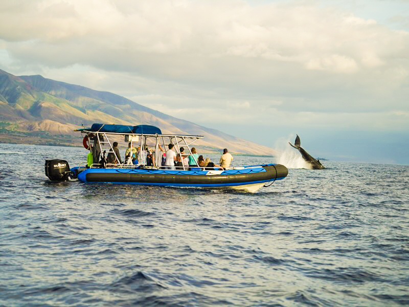 Maui Whale Watching Tour — Eye-Level Eco-Raft
